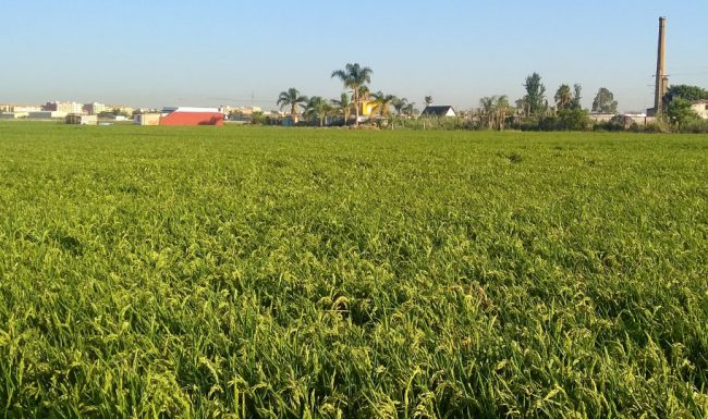 Recta final del proyecto Albufera