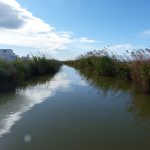 Albufera visitada en barca en la actividad de Ambientalys