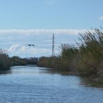 Aves de la Albufera en la actividad de Ambientalys