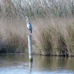 Distintas clases de aves de la Albufera en la actividad de Ambientalys