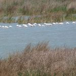 Flamencos en la Albufera en la actividad de Ambientalys